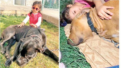 Asiye kendisine saldıran pitbulllarla daha önce oyun oynamış