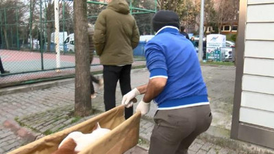 Pitbull basketbol oynayan çocuklara saldırdı. Bu dehşeti kim durduracak