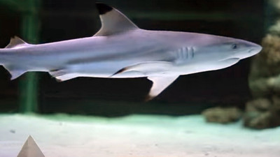 Diskotekteki köpek balığı hakkında yeni gelişme