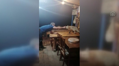 Tilkilere fısıldayan adamın kahkahalara boğan videosu: Mıhlama yapayım mı size