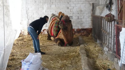 Kredi borcu nedeniyle güreş devesi haczedildi