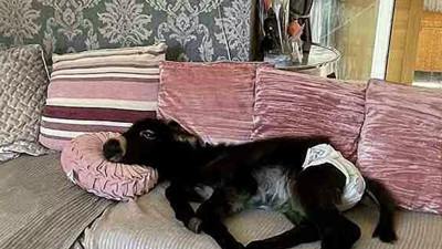 Annesi tarafından terk edilen sıpa kendini köpek sanıyor