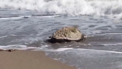 Caretta carettalar arasında en ünlüsü. Tuba’nın 15 bin kilometrelik macerasını 6 milyon kişi nefesini tutarak izledi