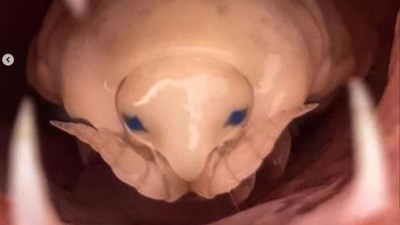 Balığın ağzına yerleşti! Balık alırken aman dikkat. Ünlü balık dedektifi Derya Yolyapan açıkladı