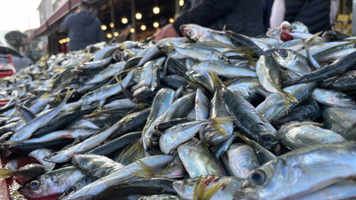 Hamsi kaçınca denizler istavritlere kaldı