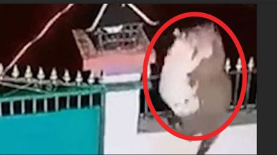 Acıkan leopar eve girip köpeği ormana kaçırdı