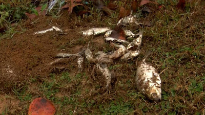 Gökten resmen balık yağdı. Hayırdır inşallah bu neyin habercisi