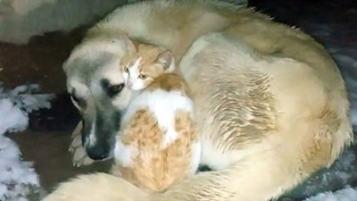 Kedi ile köpeğin soğuk hava dostluğu yürekleri ısıttı