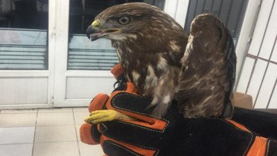 Jandarma yaralı şahini kurtardı