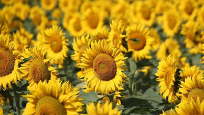 Karadenizbirlik: Yağ fiyatlarındaki artışın sebebi Türkiye'nin kendi ayçiçeğini üretememesi