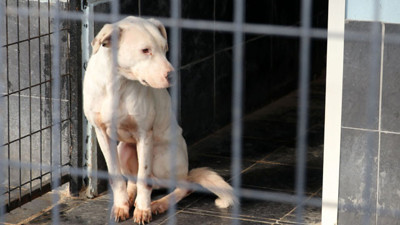 'Yasaklı ırk’ dramı