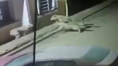 Köpeği alıp götüren kurtları kangallar hızır gibi yetişerek dağıttı. İyi bir dostu olanın sırtı yere gelmez