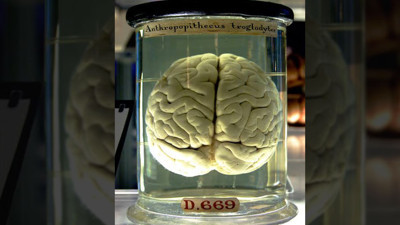 Beyin 1 litre su, 150 gram yağ, 15 gram şeker, 110 gram protein, 10 gram tuzdan ibarettir