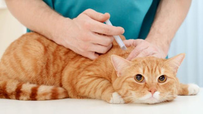 Veterinerlik fakültelerinde altyapı zorunluluğu