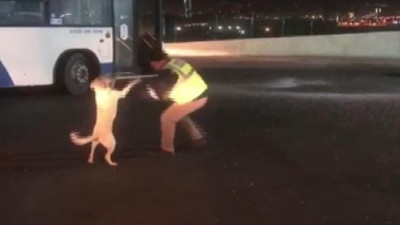 Ankara'dan izleyenlerin içini ısıtan görüntü Köpek ile şoförün boks maçı