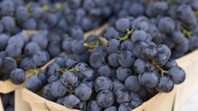 Kara üzüm unutkanlığa birebir... Kara üzüm nelere iyi geliyor?