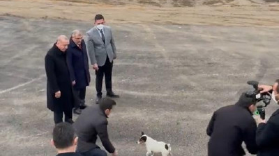 Cumhurbaşkanı Erdoğan, hayvan barınağında Maylo ile oynadı