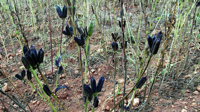 İkiz kızları istedi, profesör babaları susamı renklendirdi