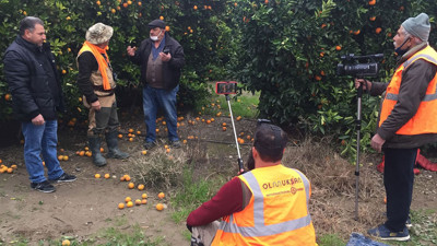 Domuzlar adanalı çiftçileri canlarından bezdirdi