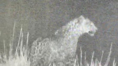 Türkiye'de ikinci kez bir leopar kameralara yakalandı.