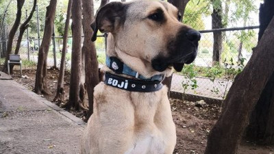 Ünlü iş insanı fenomen köpek ‘Boji’yi sahiplendi