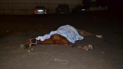 Vicdansızlar atı ölüme terk etti