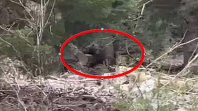 Çalıların arasından aniden çıktı vatandaşlar dondu kaldı