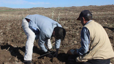 Çiftçilerin umudu zeytin ve fıstıkta