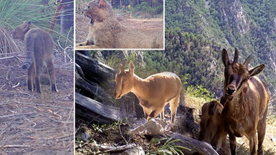Yaban hayatı fotokapana yansıdı