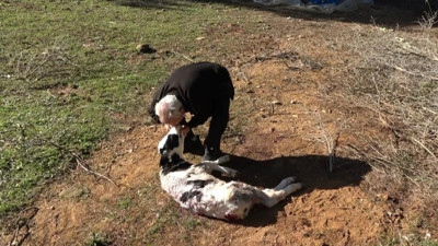 5 günlük buzağının aniden üstüne atladılar dişlerini geçirip öldürdüler