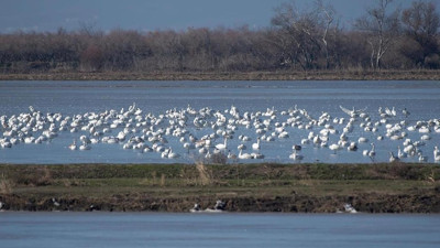 Meriç Deltası 40 bin su kuşuna ev sahibi oluyor