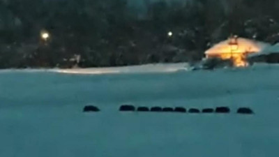 Van'da ilçeye inen aç domuz sürüsü korkuttu