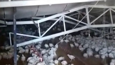 Kar binlerce tavuğu öldürdü