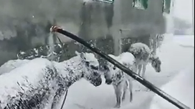Dilleri yoktu ki yardım istemeye. Sokaktaki eşekler sosyal medya sayesinde donmaktan kurtarıldı. Ya sosyal medya olmasaydı