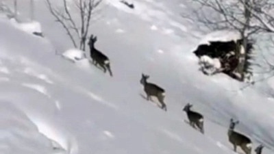 Aç kalan karacalar köye indi