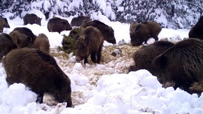 Zorlu kış aylarındaki yaban hayatı fotokapana yansıdı