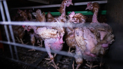 Kafessiz Türkiye’den ezber bozan video: Ölümün kıyısından dönen İpek’in hayatı