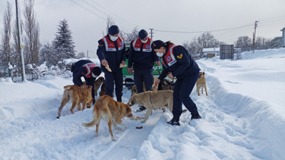 Yem bulmakta zorluk çeken hayvanlar unutulmadı