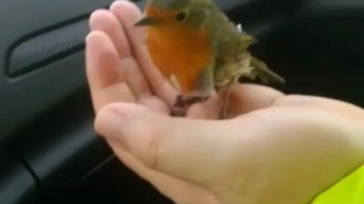 Soğuktan donmak üzere olan kuşa polis şefkati