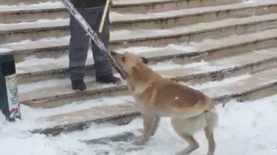 Temizlik işçisiyle sokak köpeğinin oyunu yürekleri ısıttı. O anlar saniye saniye kaydedildi