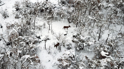 Özel yemlerle beslenen kızıl geyikler, dronla görüntülendi