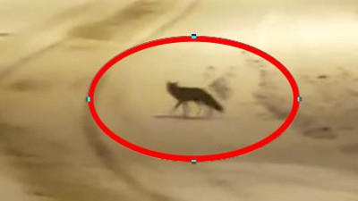 Şehri aç tilkiler bastı