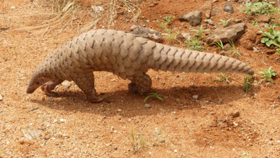 İsyancılar pangolin kaçırıp fidye istedi