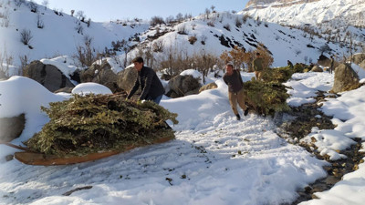 Yazın biçiyorlar, kışın kızaklarla taşıyorlar