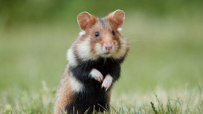 Hamsterlar insanlara Kovid-19 bulaştırabilir