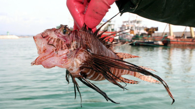 Dünyanın en zehirli balığı Kuşadası'nda yakalandı