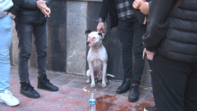 Samsun'da pitbul dehşeti. Elinden zor kurtardılar