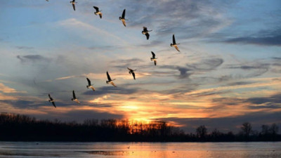 Göçmen kuşların nereye göçeceklerini nasıl bildikleri ortaya çıktı