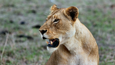 Aslanın öğle yemeği bakıcısı oldu