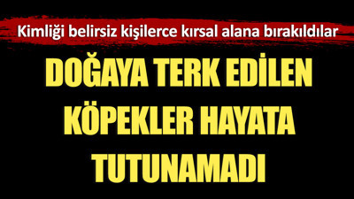 Doğaya terk edilen köpekler hayata tutunamadı